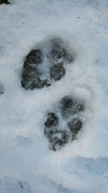 A dog's paw prints in the snow
