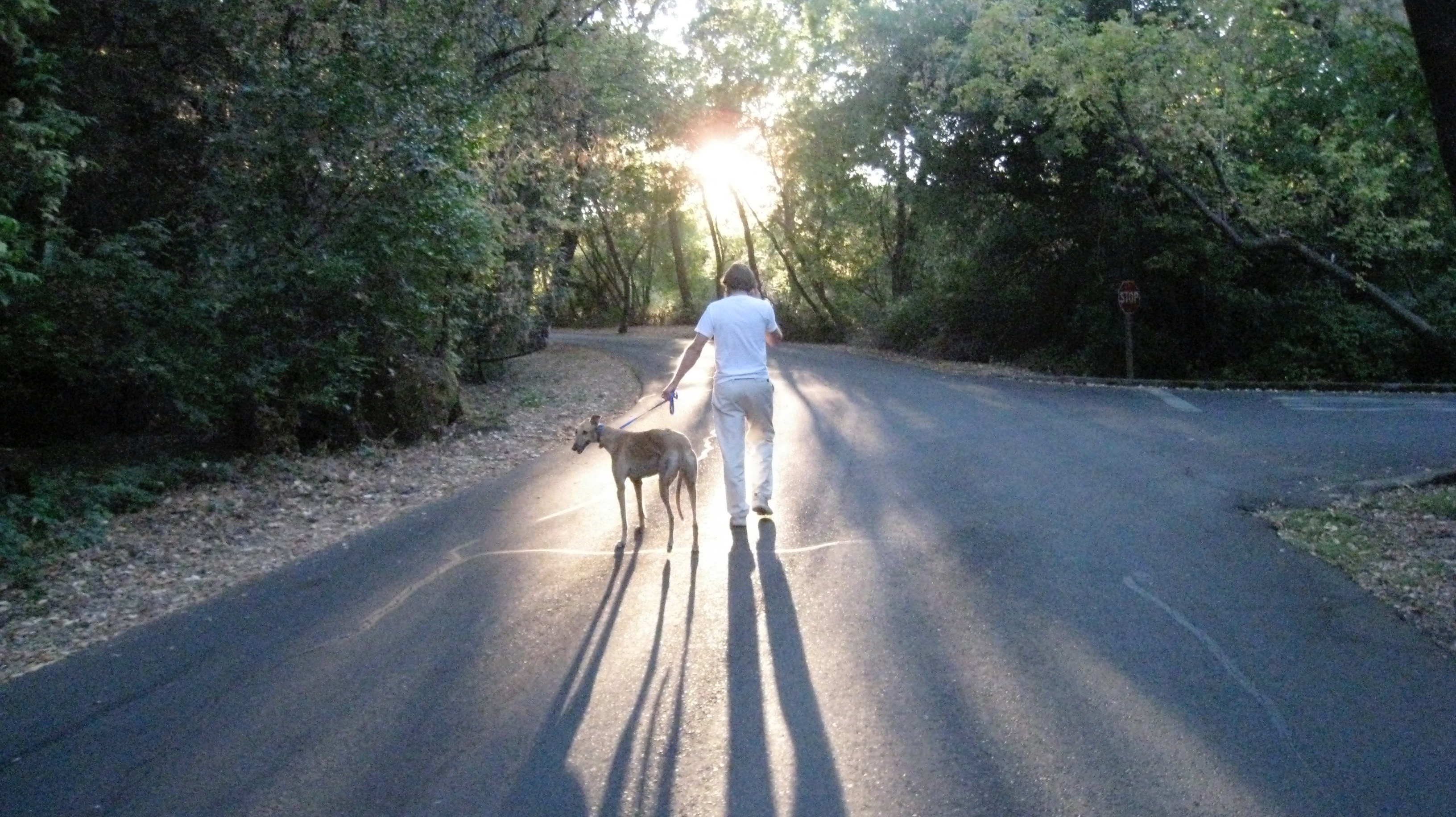 Dan and his dog Sonny walkiin down the road into the sunset. Sonny looking back behind him, as if saying goodbye 