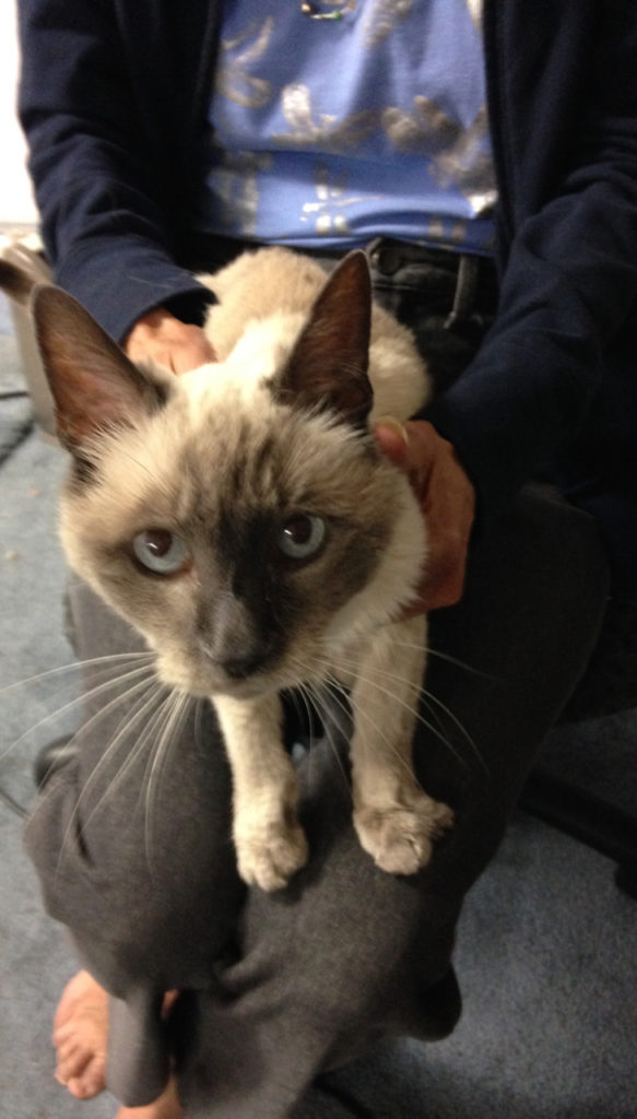 A photo of Hope sitting on Carolyn's lap and staring into the camera